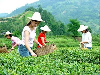 陇南市第四届采茶节（图一）