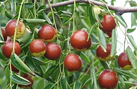 νڣͼ