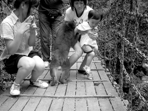 一只猴子扑向杨娟母女